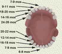 Age of Baby Teeth Eruption