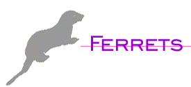 Ferrets