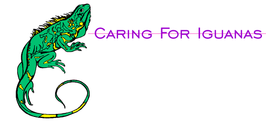 Caring For Iguanas